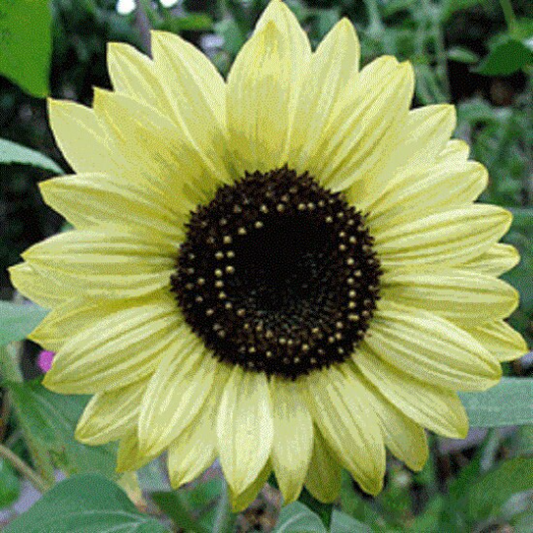Sunflower Seeds Lemon Queen 500 Seeds