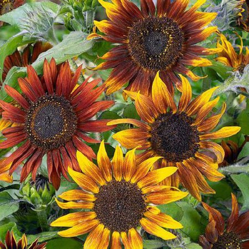 Helianthus Seeds 100 Sunflower Seeds Mardi Gras Dwarf Blend