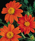 50 Sunflower Seeds Tithonia Speciosa Red Mexican Sunflower