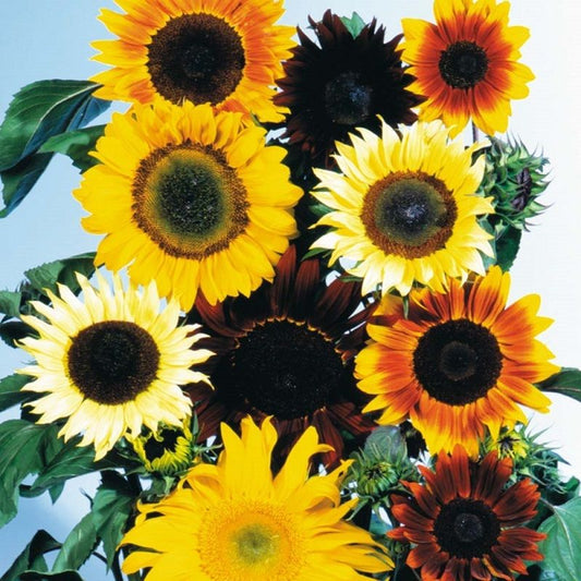 Sunflower Seeds All Sorts Mix 50 Helianthus Seeds