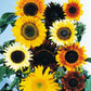 Sunflower Seeds All Sorts Mix 25 Helianthus Seeds