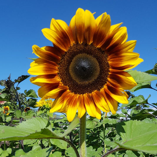 50 Helianthus Seeds Procut Bicolor Sunflower Seeds