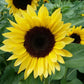 50 Helianthus Seeds Sunflower Seeds Procut Brilliance