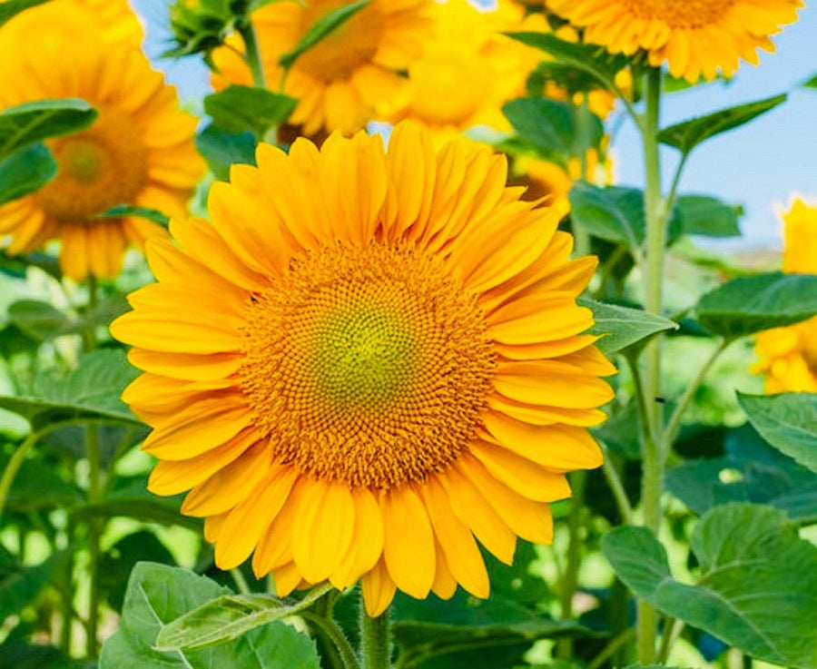 50 Helianthus Seeds | Sunflower Seeds | Procut Lite Gold ...