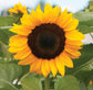 50 Helianthus Seeds Sunflower Seeds Procut Orange Excel