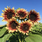 50 Helianthus Seeds Sunflower Seeds Procut Plum