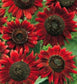 Sunflower Seeds Red Sun 50 Helianthus Seeds