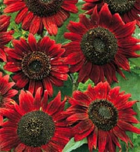 Sunflower Seeds Red Sun 100 Helianthus Seeds