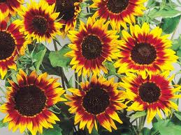 50 Sunflower Seeds Ring Of Fire Helianthus Seeds
