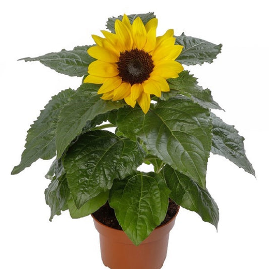 Sunflower Seeds Helianthus Solsation® Yellow 25 Flower Seeds