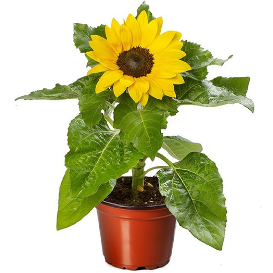 Helianthus Seeds | Sunflower Solsation® | 25 Sunflower Seeds ...
