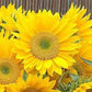 50 Sunflower Seeds Helianthus Sunrich Lime