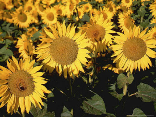 100 Sunspot Sunflower Seeds Flower Seeds