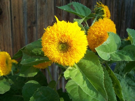 Sunflower Seeds 25 thru 250 Sunflower Dwarf Sungold Helianthus Seeds ...