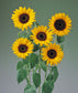 Helianthus Seeds Sunflower Tiffany 25 Seeds Flower Seeds F1