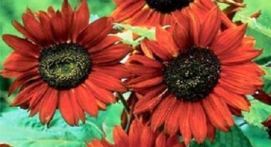 Helianthus Seeds 25 thru 300 Velvet Queen Sunflower Seeds