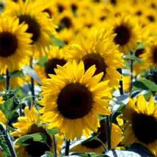 Sunflower Seeds Wild Sunflower 50 thru 500 Bulk Helianthus Seeds
