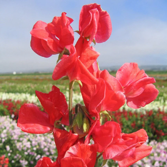 Sweet Pea Seeds 50 Sweet Pea Mammoth Scarlet