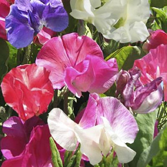 50 Sweet Pea Seeds Villa Roma Mix Sweet Pea Seeds
