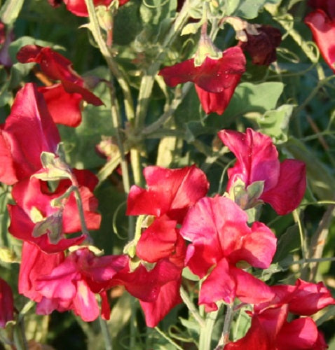 50 Sweet Pea Seeds Winter Elegance Scarlet