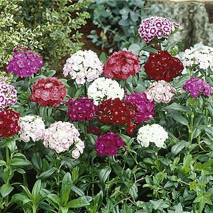 500 Sweet William Mix Flower Seeds