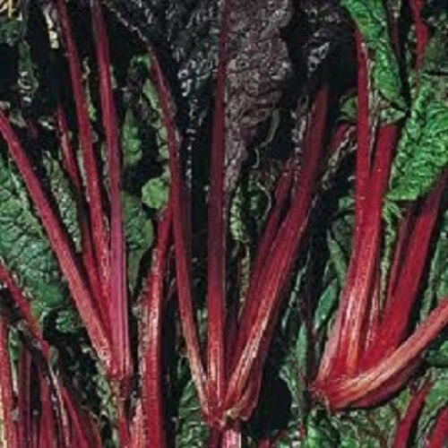 500 Swiss Chard Seeds Ruby Red 55 days