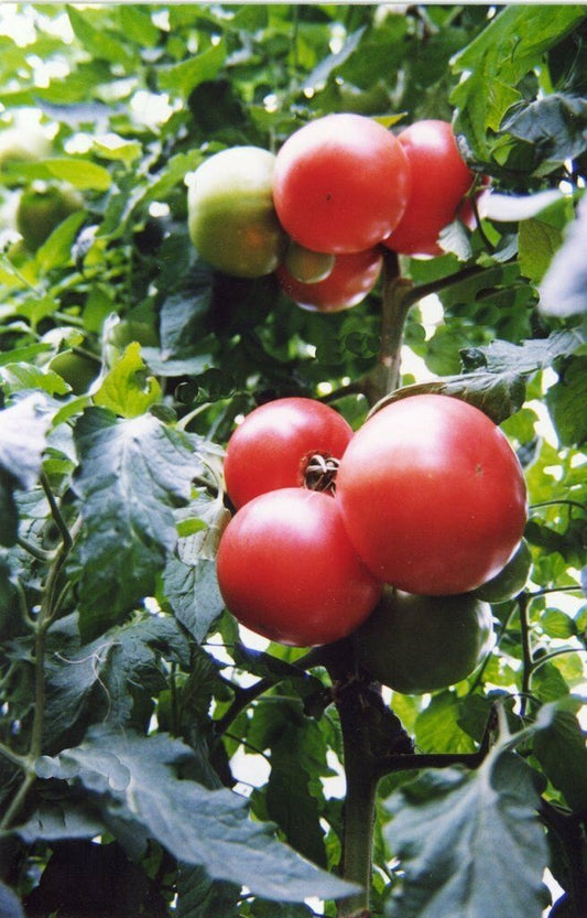 Tomato Seeds 25 Early Boy Hybrid Tomato