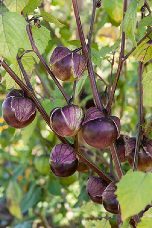 Tomatillo Seeds Really Purple Tomatillo 25 thru 1,000 Garden Seed