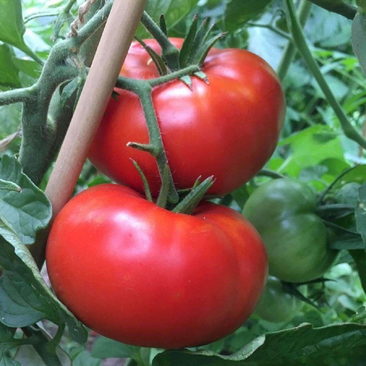 Delicious Tomato Seeds 100 Indeterminate Tomato Seeds