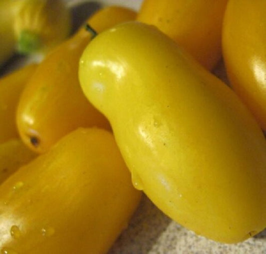 Tomato Seeds 50 Seeds Heirloom Tomato Banana Legs