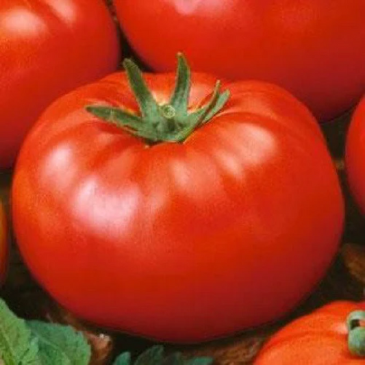 Beefsteak Tomato Seeds 50 thru 1,000 Seeds