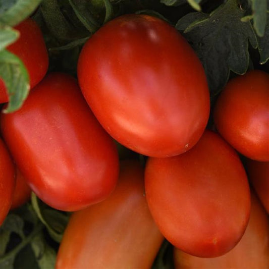 Tomato Seeds Bellatrix Tomato Hybrid 25 Seeds