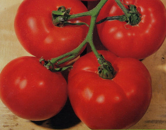 Tomato Seeds 25 thru 250 Seeds Tomato Bush Best Boy F1 Hybrid Slicing Tomato