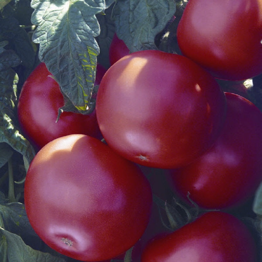 25 Tomato Seeds Biltmore Tomato F1 Slicing Tomato