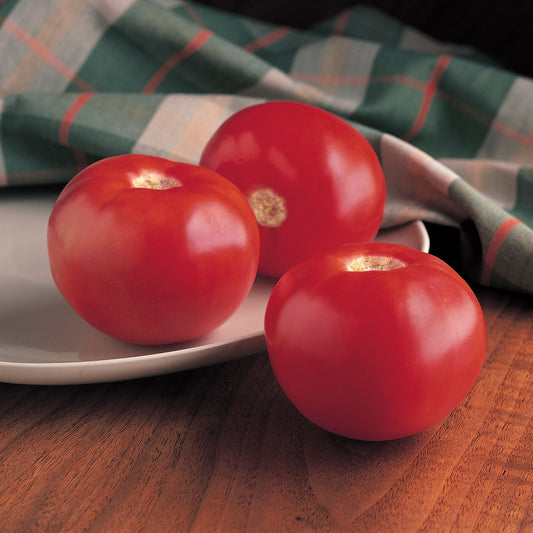 25 Tomato Seeds Tomato Bobcat F1 Hybrid Beefsteak Tomato