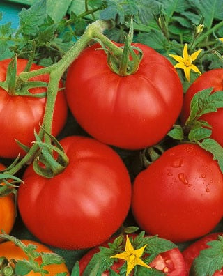 Tomato Seeds Tomato Bonny Best 25 thru 1,000 Seeds Garden Seeds