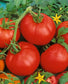 Tomato Bonny Best 50 Heirloom Tomato Seeds