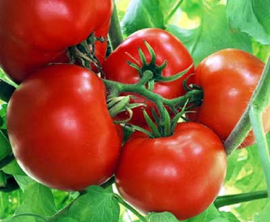 Tomato Seeds Box Car Willie 100 Heirloom Tomato Seeds