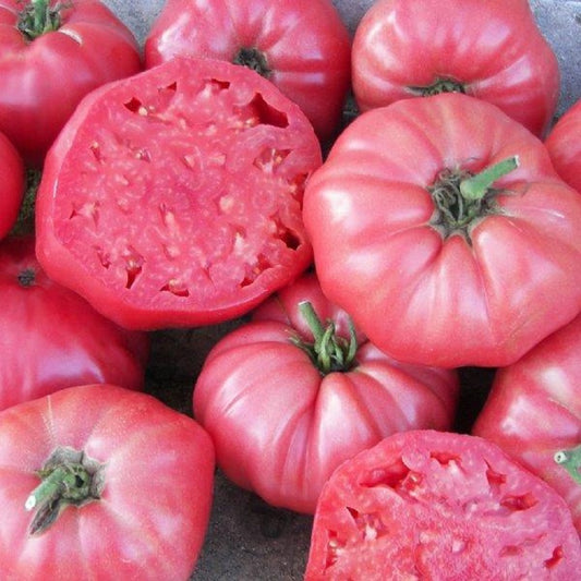 Heirloom Tomato Seeds Brandywine Tomato 25 thru 1,000 Garden Seeds
