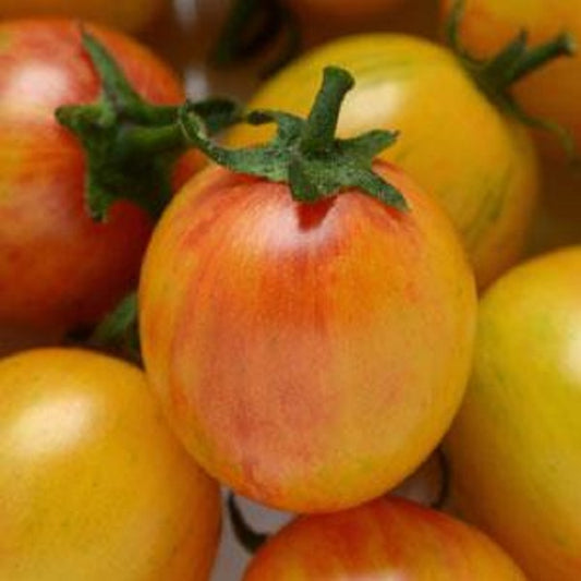 Tomato Seeds 25 Bumble Bee Sunrise F1 Tomato Seeds Cherry Tomato Seeds