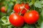 25 Tomato Seeds Tomato Bush Best Boy F1 Hybrid Slicing Tomato