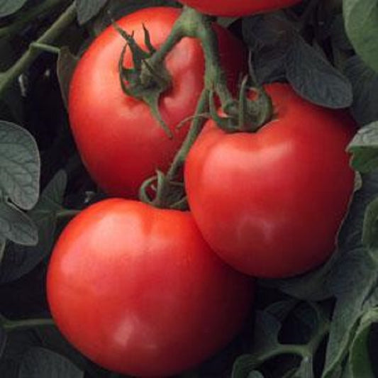 Tomato Seeds 25 Seeds Tomato Bush Early Girl Determinate