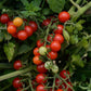 50 Tomato Seeds Tomato Candyland Red Currant