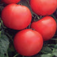 100 Bulk Tomato Seeds Bush Champion II Bush Tomato F1 Hybrid