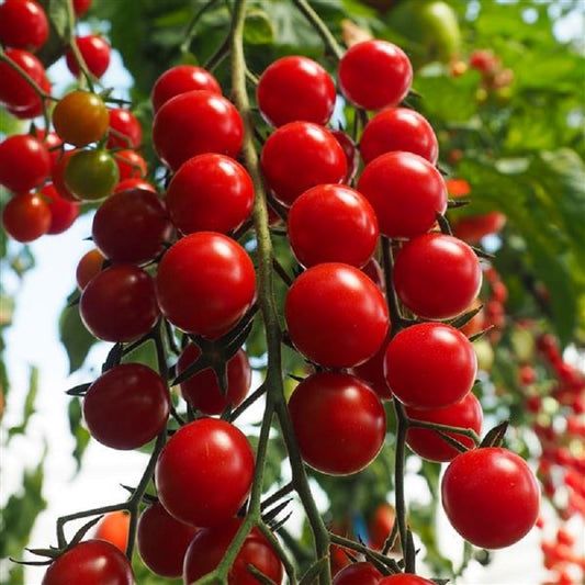 25 Tomato Crokini Seeds Hybrid Cherry Tomato