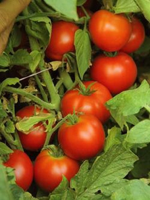 tomato seeds early doll 25 thru 100 Garden Seeds