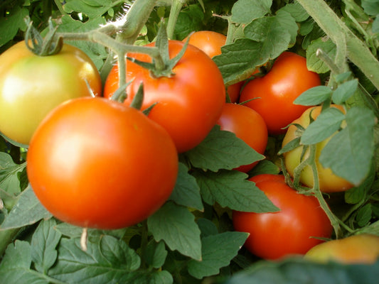 Garden Seeds 25 Early Girl Tomato Seeds