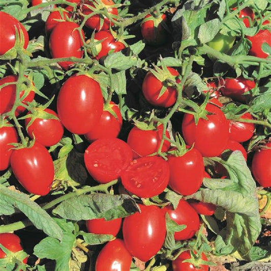 25 Tomato Seeds Early Resilience Determinate Cherry Tomato