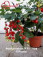 Tomato Seeds Heartbreakers™ Vita F1 Cherry Tomato Seeds 25 Seeds