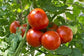 25 Tomato Seeds Tomato Heatmaster F1 Slicing Tomato Heavy Yields